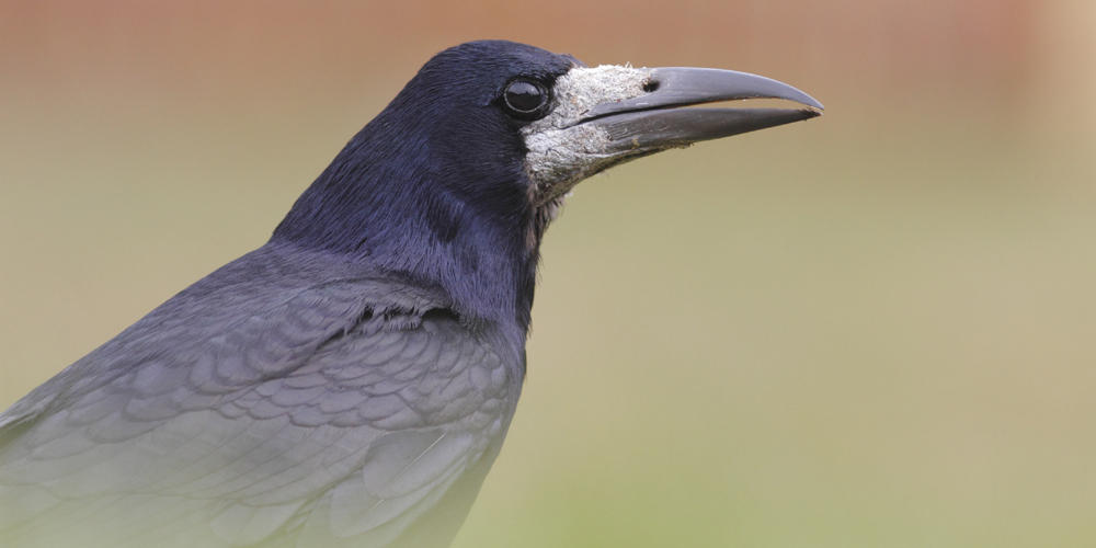 Corbeau freux